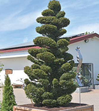 Spezielle Formgehölze in tollen Formen gibt es im Gartencenter Bosse.